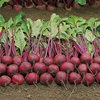 Beetroot 