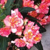 Begonia Coral Reef - 6 plug plants