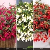 Begonia Crackling Fire Mixed - 12 plug plants - 4 of each variety