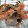 Begonia Peach Melba (Trailing) - 20 tubers