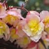 Begonia Superstar Sherbert Lemon - 10 plug plants