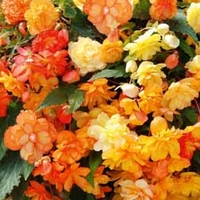 Begonia 