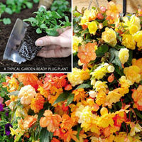 Begonia 