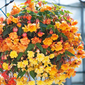 Begonia 