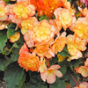 Begonia 