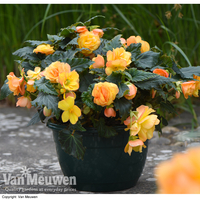 Begonia 