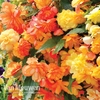 Begonia 