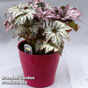 Begonia 