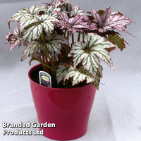 Begonia 