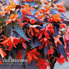Begonia 