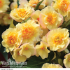 Begonia 