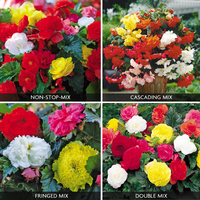Begonia Bumper Collection