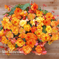 Begonia 