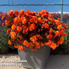 Begonia 