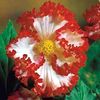 Begonia 