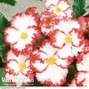 Begonia 