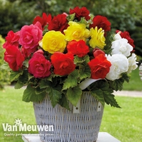 Begonia 