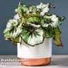 Begonia 