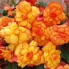 Begonia 