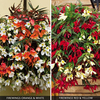 Begonia 