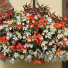 Begonia 