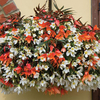 Begonia 