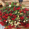 Begonia 