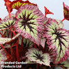 Begonia 