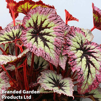 Begonia 