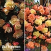 Begonia 