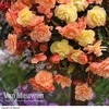 Begonia 