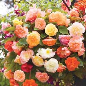 Begonia 