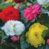 Begonia 