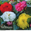Begonia 