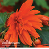 Begonia 