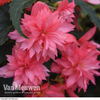 Begonia 