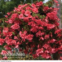 Begonia 