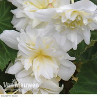 Begonia 