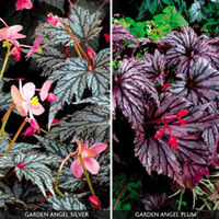 Begonia 