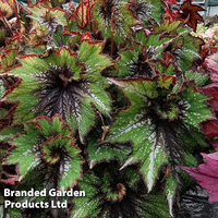 Begonia 
