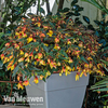 Begonia 