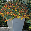 Begonia 