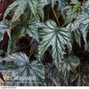 Begonia 