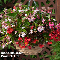 Begonia 