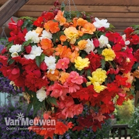 Begonia 