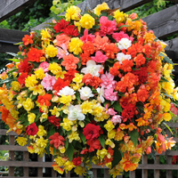 Begonia Illumination Mixed