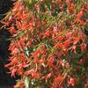 Begonia 
