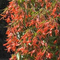 Begonia 