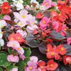 Begonia 