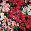 Begonia 